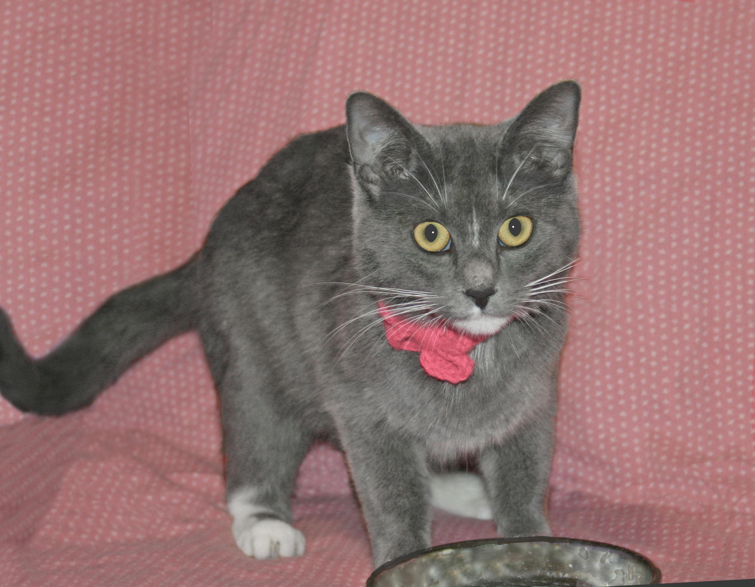 Lulu, adopted, Young Female Domestic Short Hair & Tuxedo.