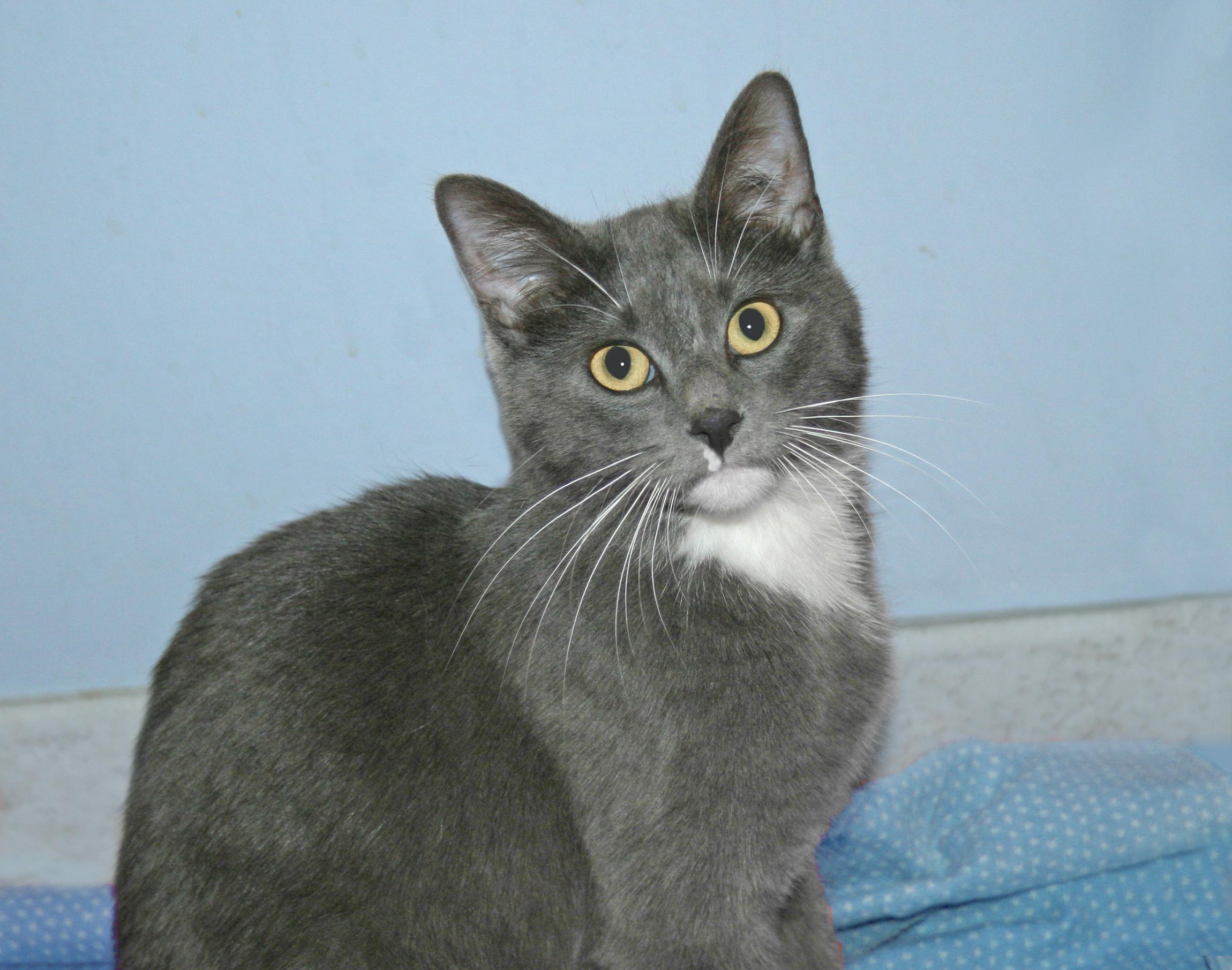 Enlarge Lulu, an adopted mixed breed in Victoria, MN image 2/4