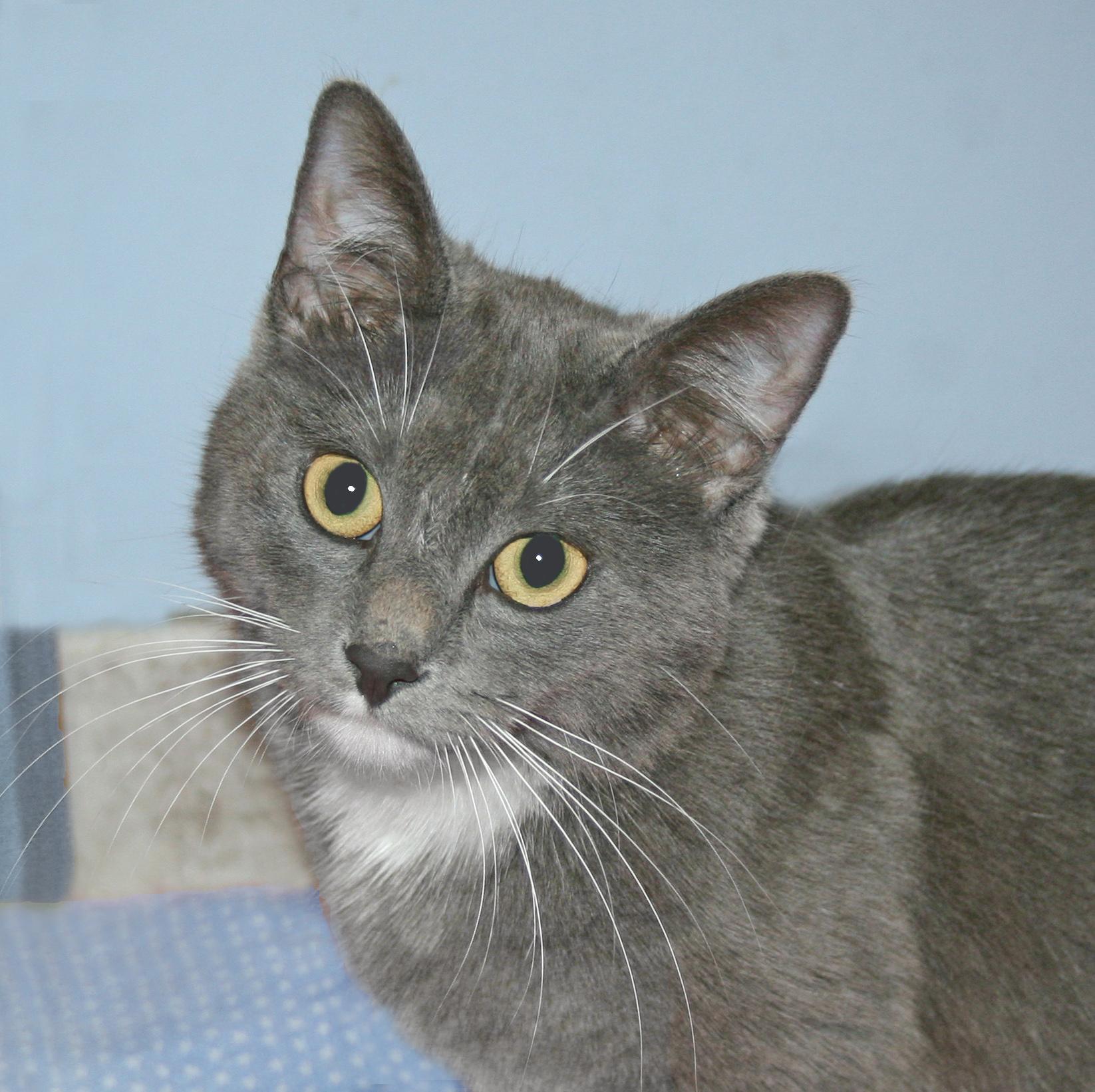 Enlarge Lulu, an adopted mixed breed in Victoria, MN image 3/4