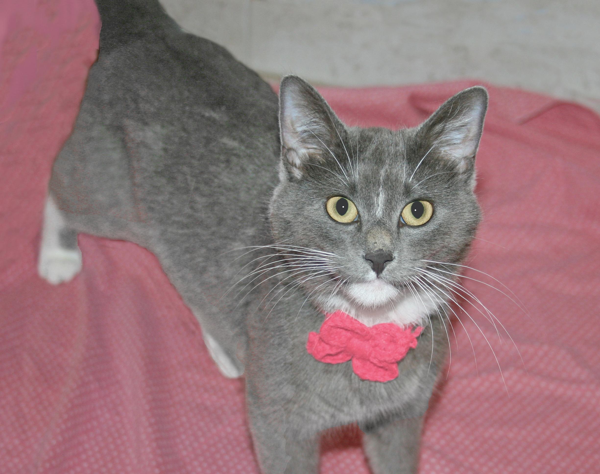 Enlarge Lulu, an adopted mixed breed in Victoria, MN image 4/4