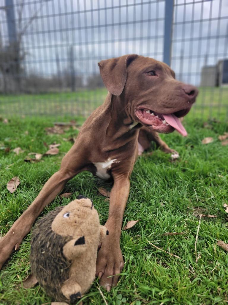 Enlarge Moose, a Adoptable mixed breed in New Braunfels, TX image 1/6