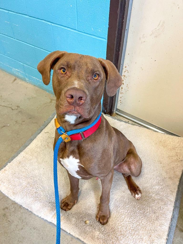 Enlarge Moose, a Adoptable mixed breed in New Braunfels, TX image 2/6