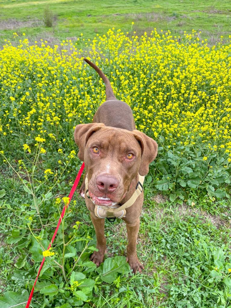 Enlarge Moose, a Adoptable mixed breed in New Braunfels, TX image 3/6