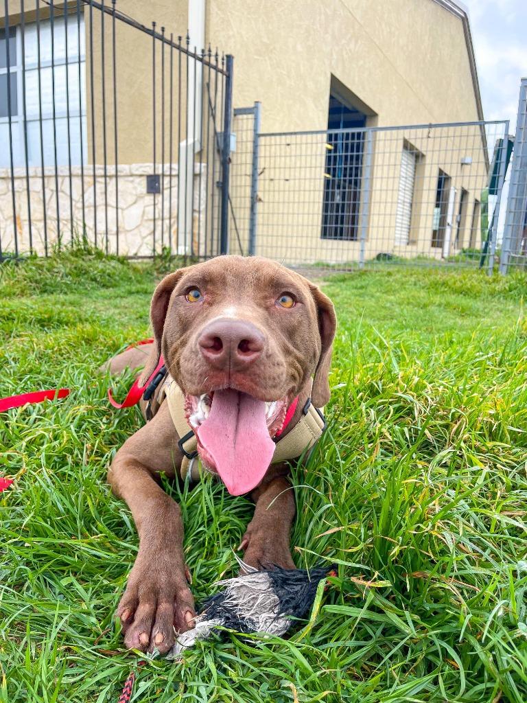 Enlarge Moose, a Adoptable mixed breed in New Braunfels, TX image 5/6