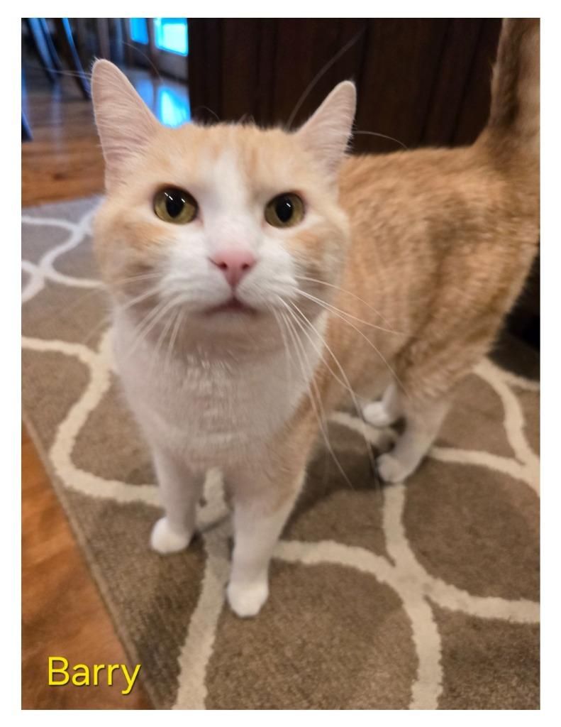 Barry (non shelter animal), Adoptable, Senior Male Domestic Short Hair.