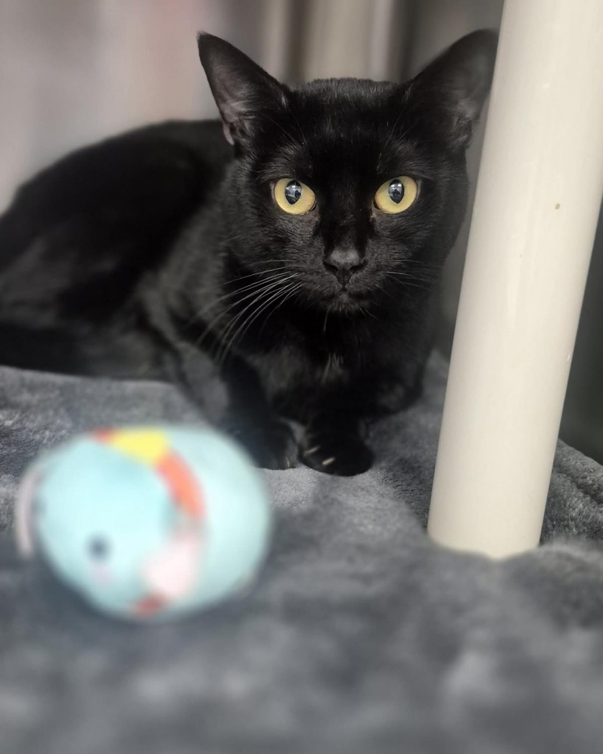 Raven, Adoptable, Adult Male Domestic Short Hair.