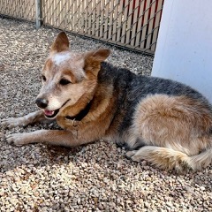 Enlarge Foxy, a Adoptable Australian Cattle Dog / Blue Heeler in Green Valley, AZ image 1/11