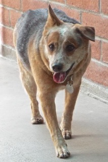 Enlarge Foxy, a Adoptable Australian Cattle Dog / Blue Heeler in Green Valley, AZ image 9/11