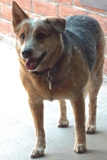 Enlarge Foxy, a Adoptable Australian Cattle Dog / Blue Heeler in Green Valley, AZ image 10/11