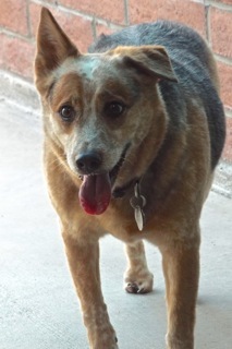 Foxy photo 5