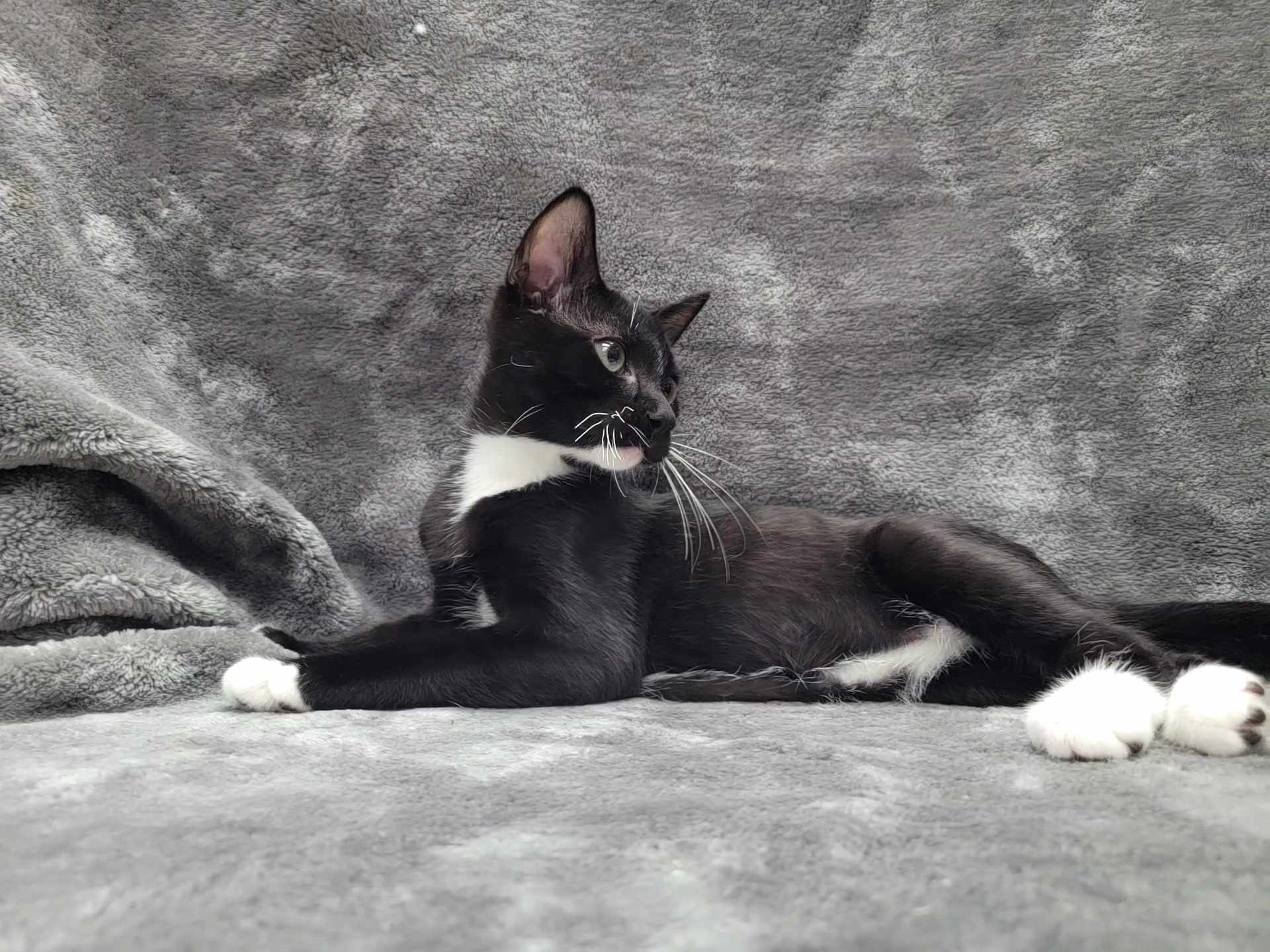 Beta — thumbnail 2