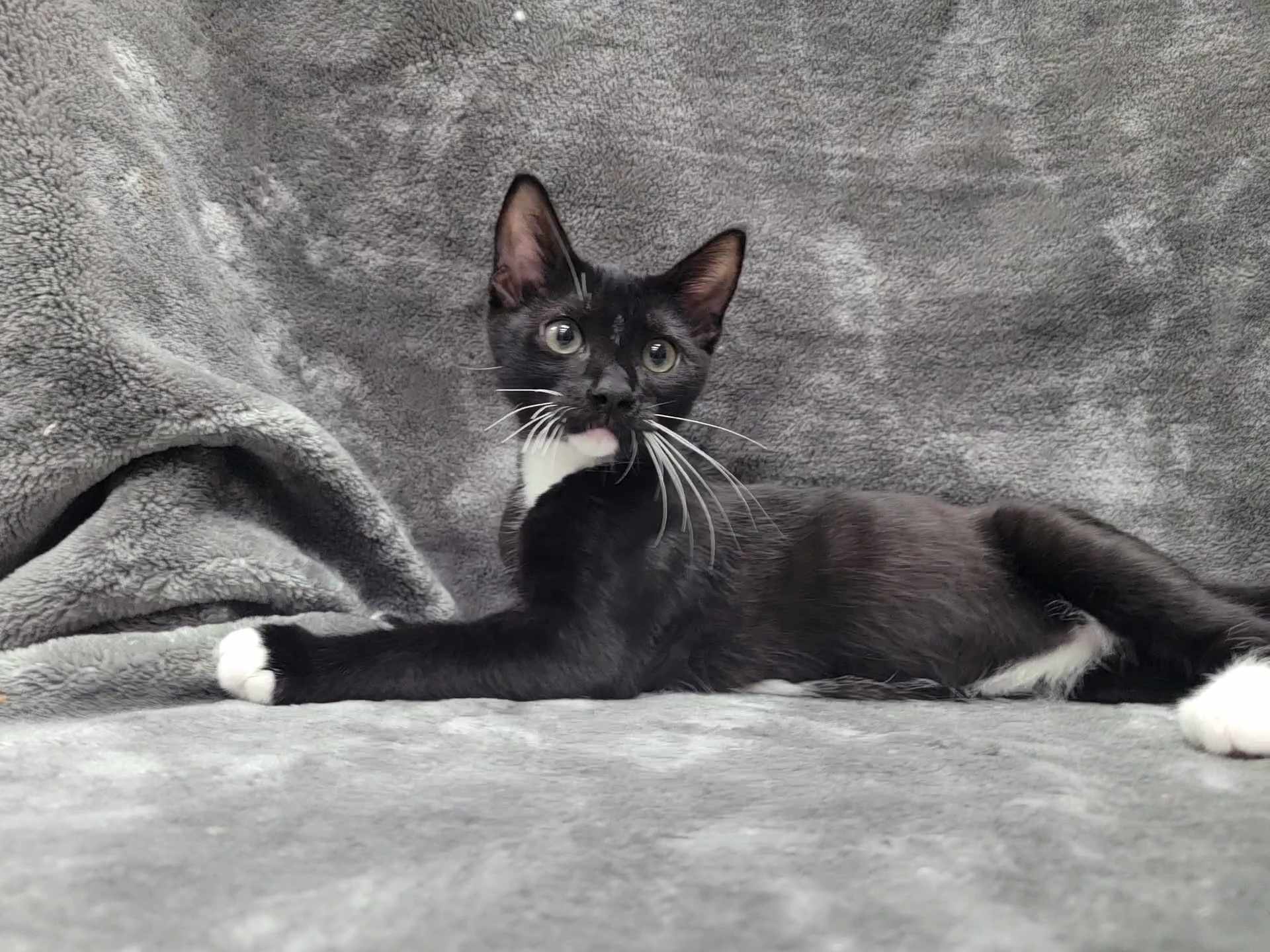 Beta — thumbnail 3