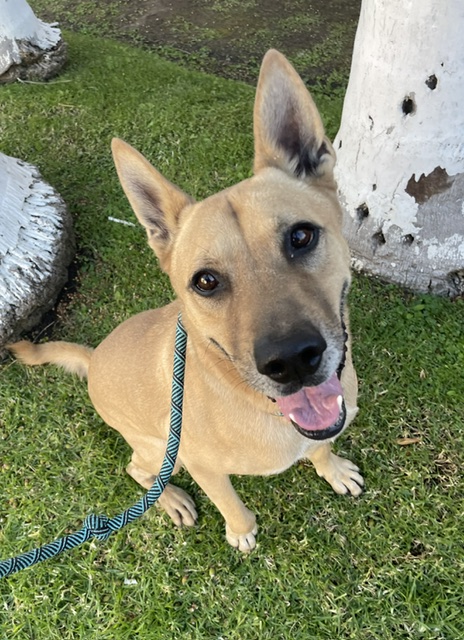 Enlarge Ryder, a Adoptable mixed breed in Canoga Park, CA image 1/6