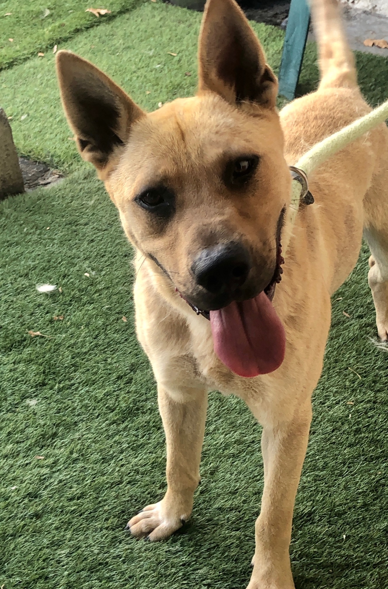 Enlarge Ryder, a Adoptable mixed breed in Canoga Park, CA image 3/6