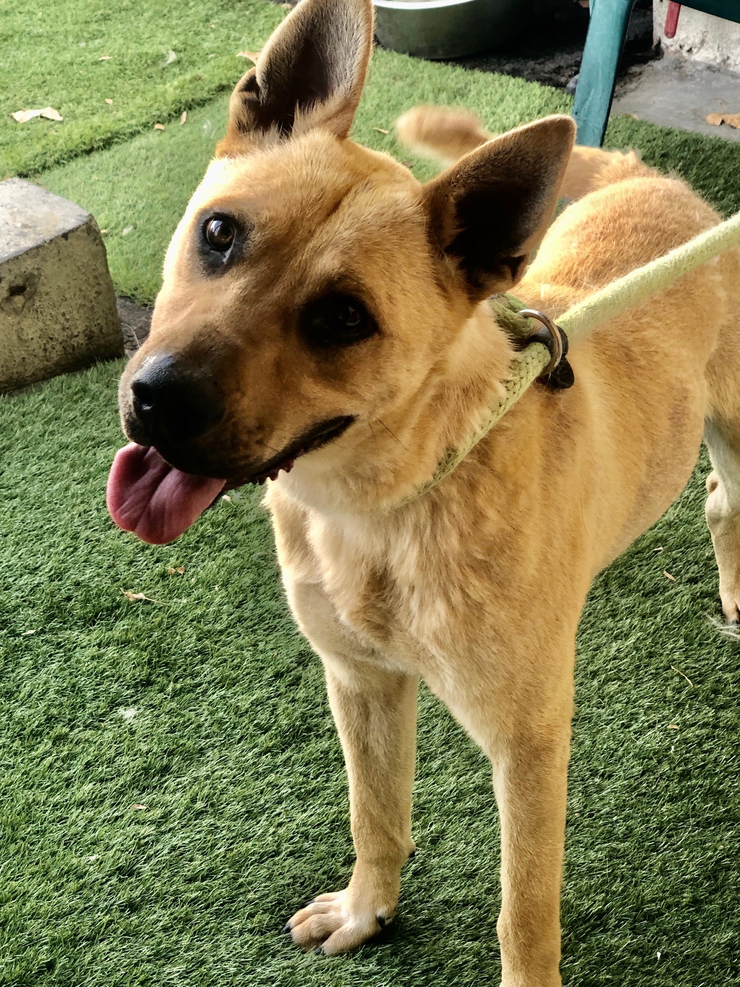 Enlarge Ryder, a Adoptable mixed breed in Canoga Park, CA image 4/6