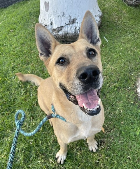 Enlarge Ryder, a Adoptable mixed breed in Canoga Park, CA image 2/6