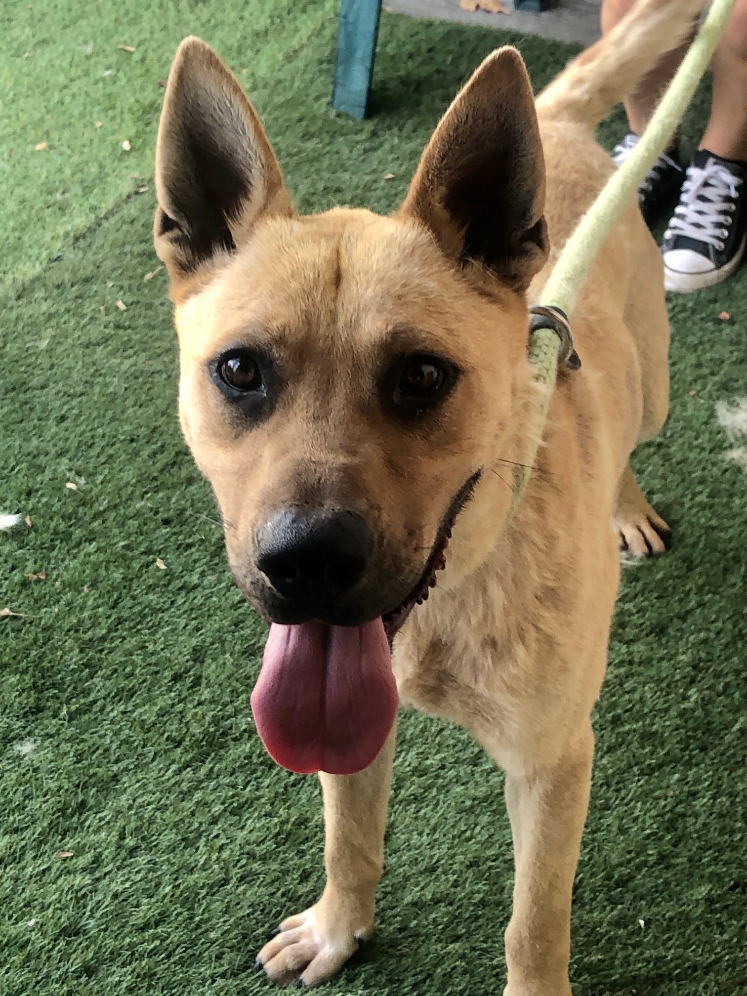 Enlarge Ryder, a Adoptable mixed breed in Canoga Park, CA image 5/6