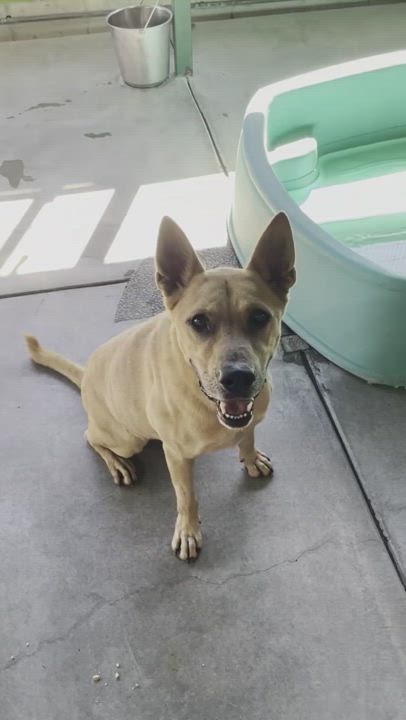 Enlarge Ryder, a Adoptable mixed breed in Canoga Park, CA video 6/6