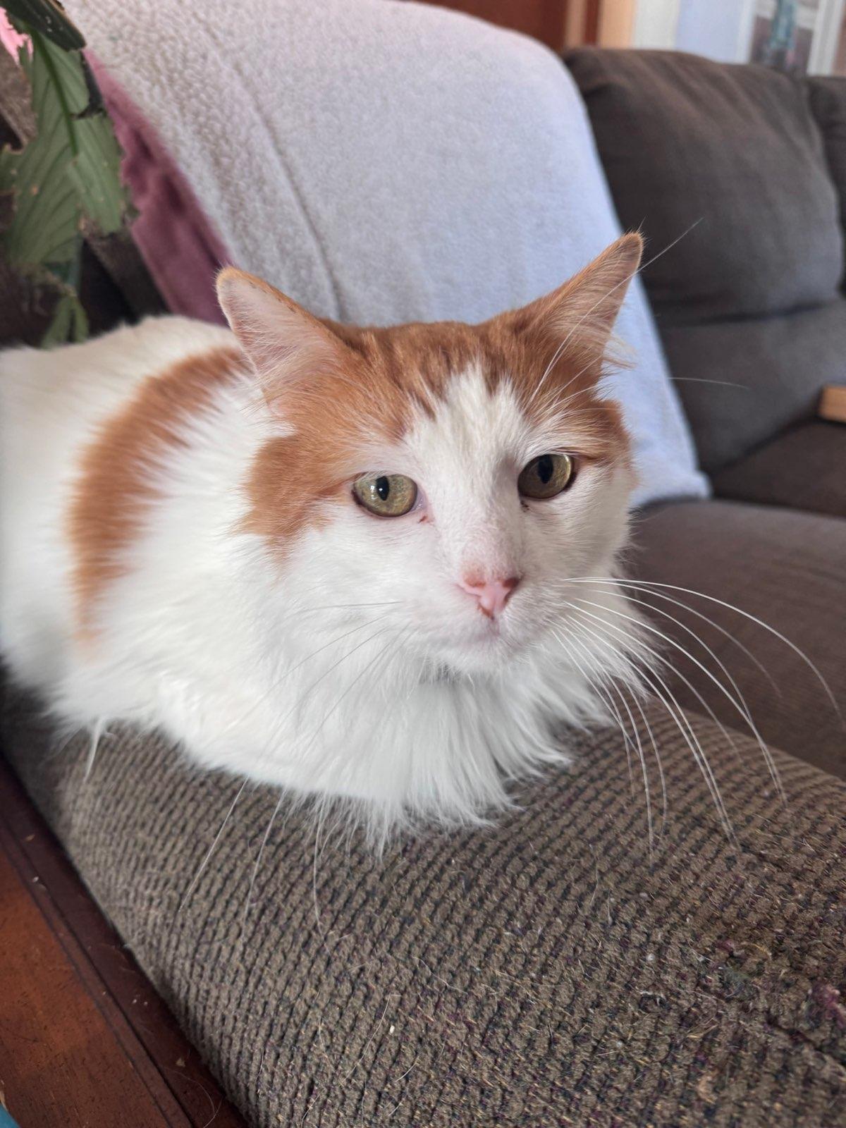 Enlarge Ted, an adopted Domestic Long Hair in Honeoye, NY image 2/4