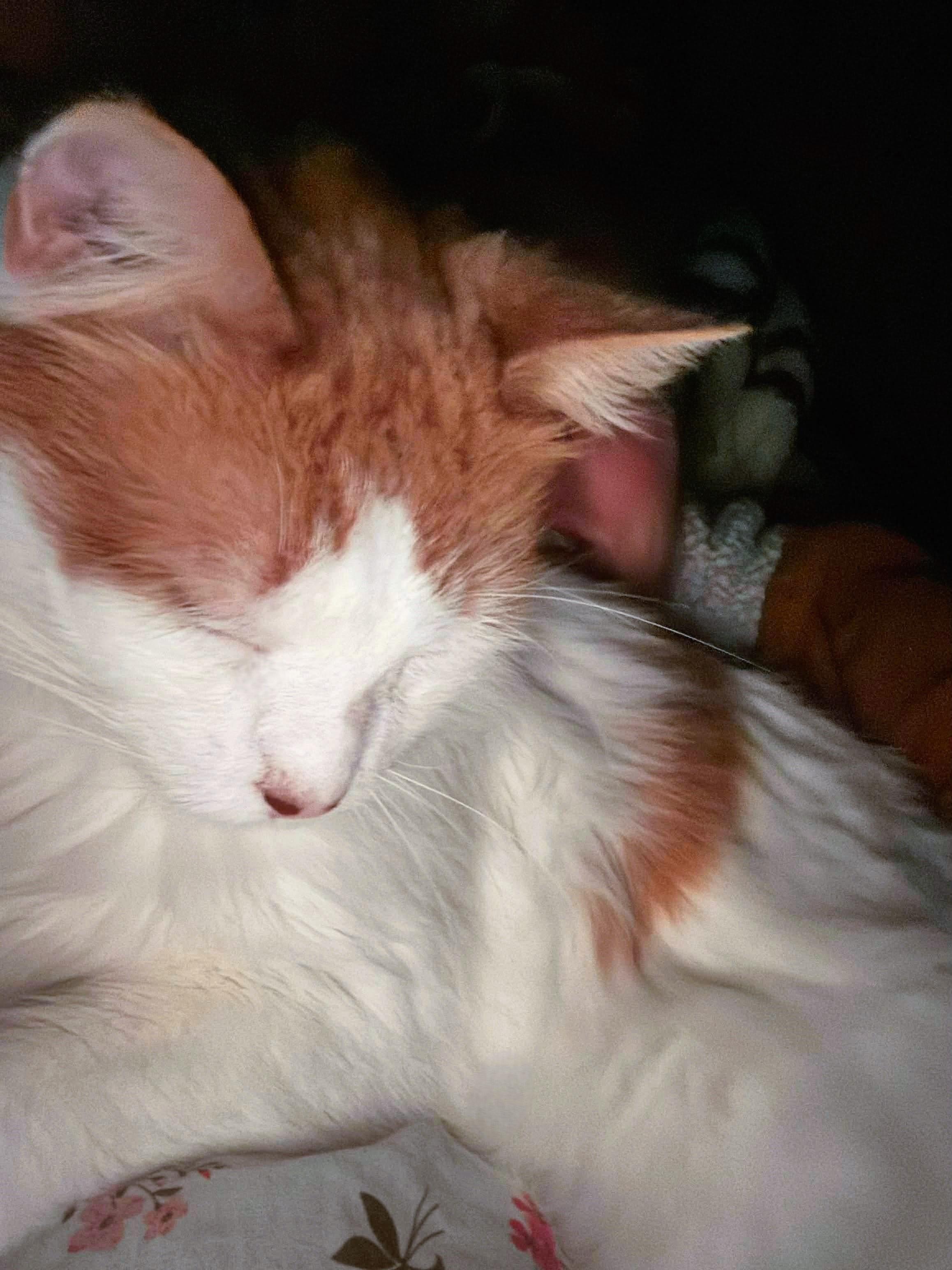 Enlarge Ted, an adopted Domestic Long Hair in Honeoye, NY image 3/4