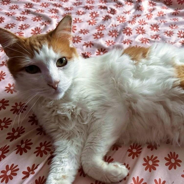 Enlarge Ted, an adopted Domestic Long Hair in Honeoye, NY image 1/4