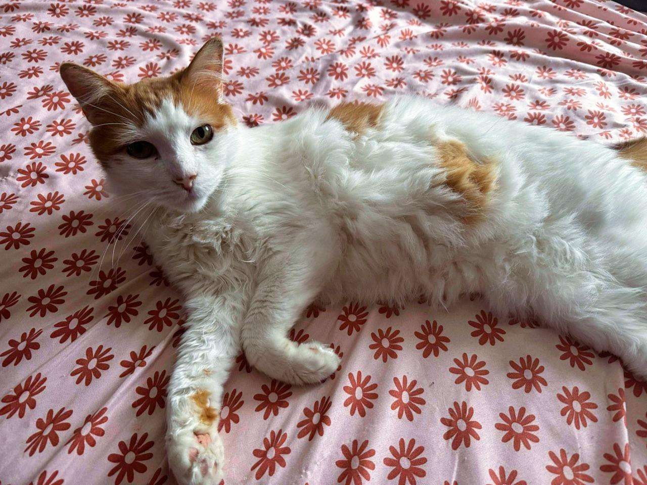 Enlarge Ted, an adopted Domestic Long Hair in Honeoye, NY image 4/4