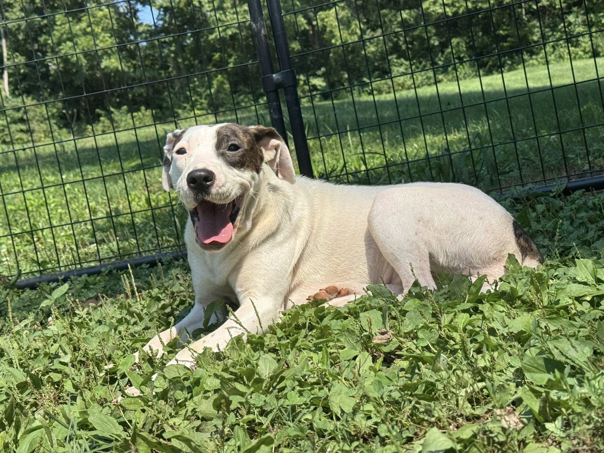 Enlarge Nelly, a Adoptable mixed breed in Terre Haute, IN image 1/6
