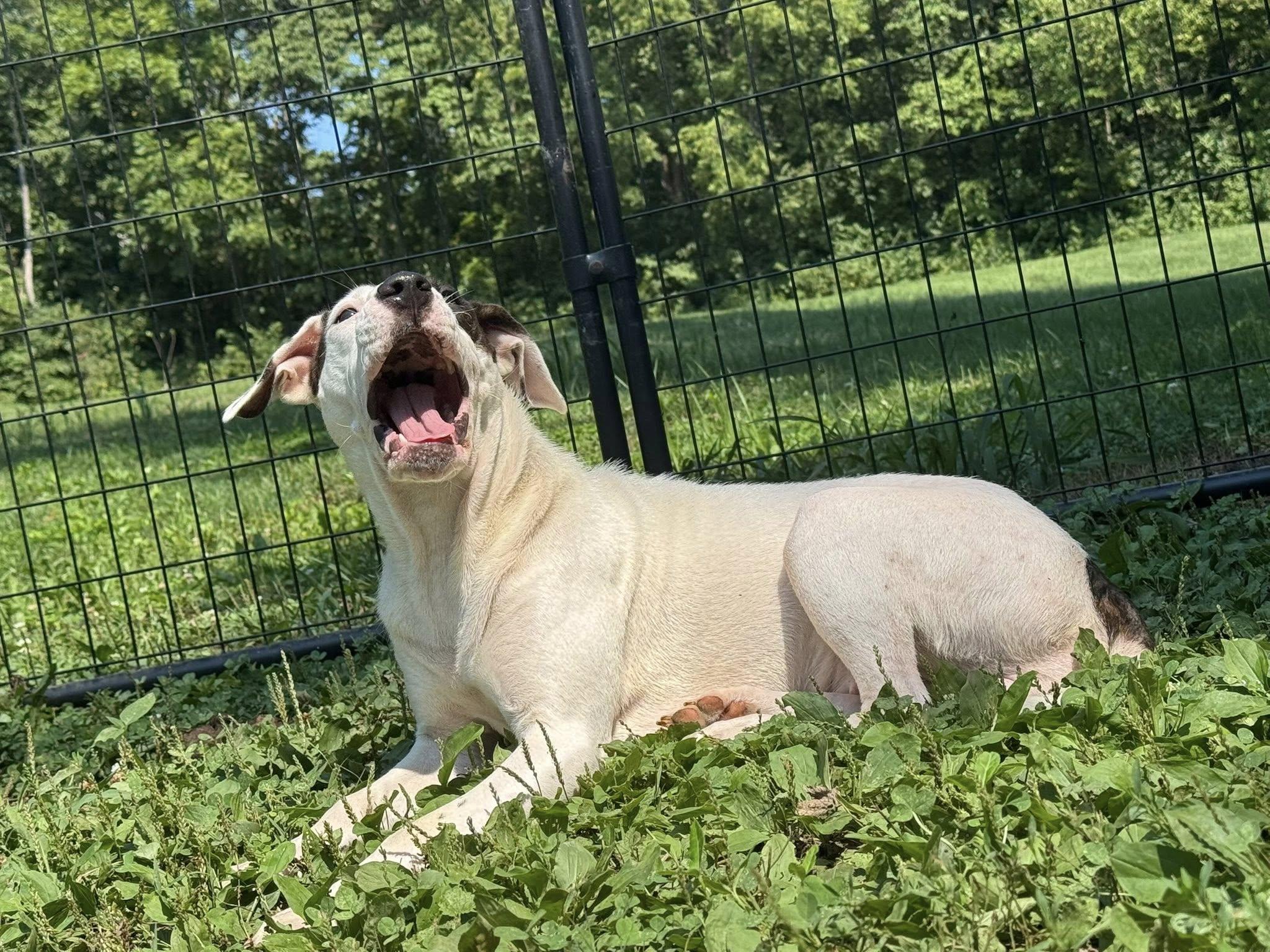Nelly, a Adoptable mixed breed in Terre Haute, IN image 1/6
