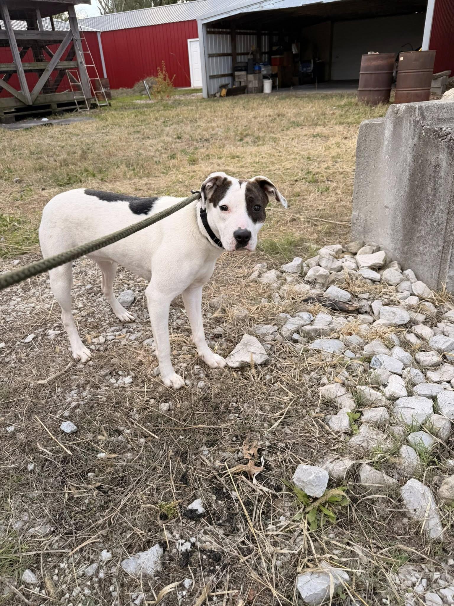 Nelly, a Adoptable mixed breed in Terre Haute, IN image 2/6