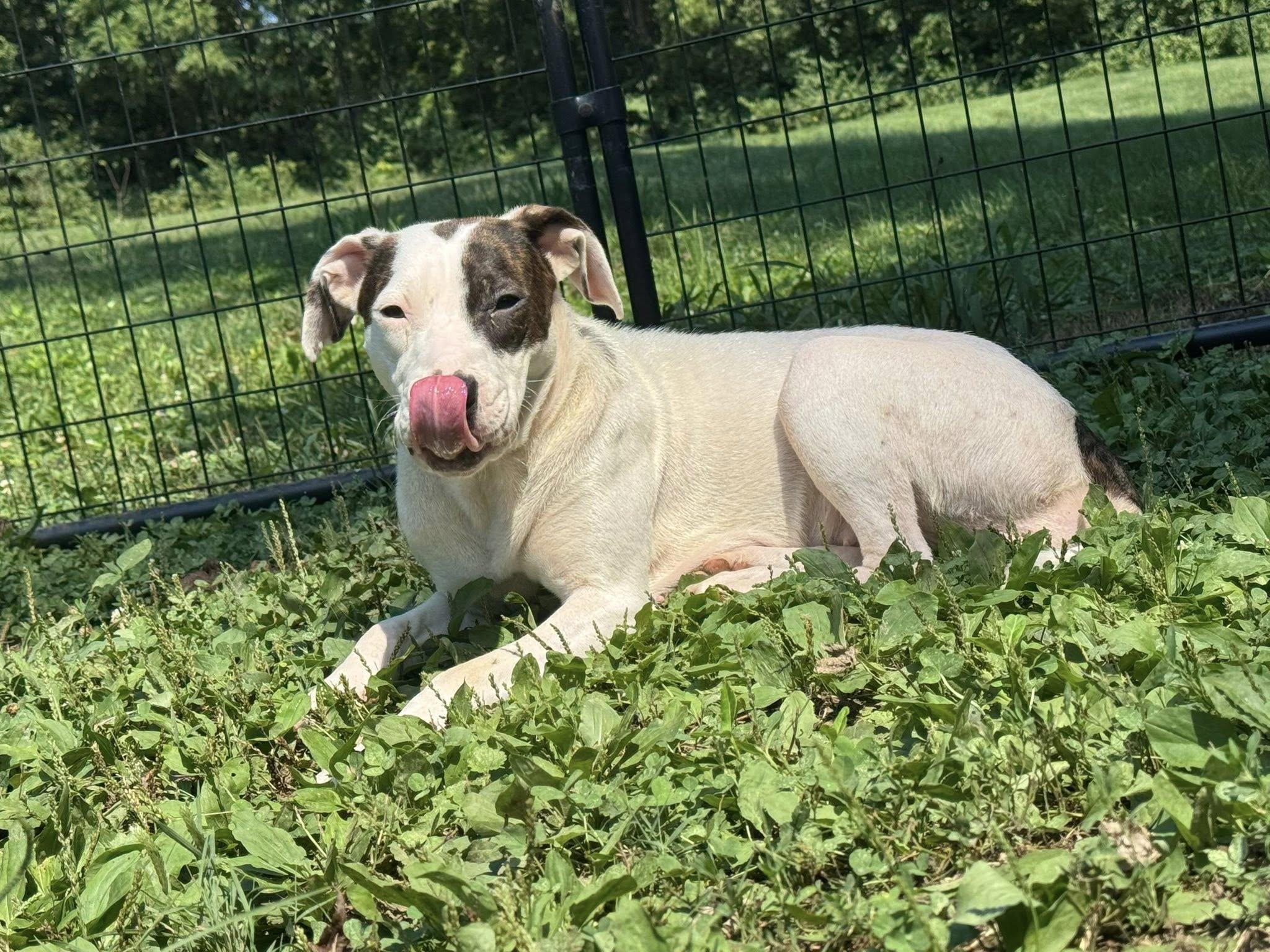 Nelly, a Adoptable mixed breed in Terre Haute, IN image 5/6