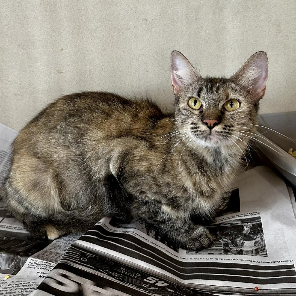 Enlarge Farrah, a Adoptable American Shorthair in Deerfield, IL image 1/1