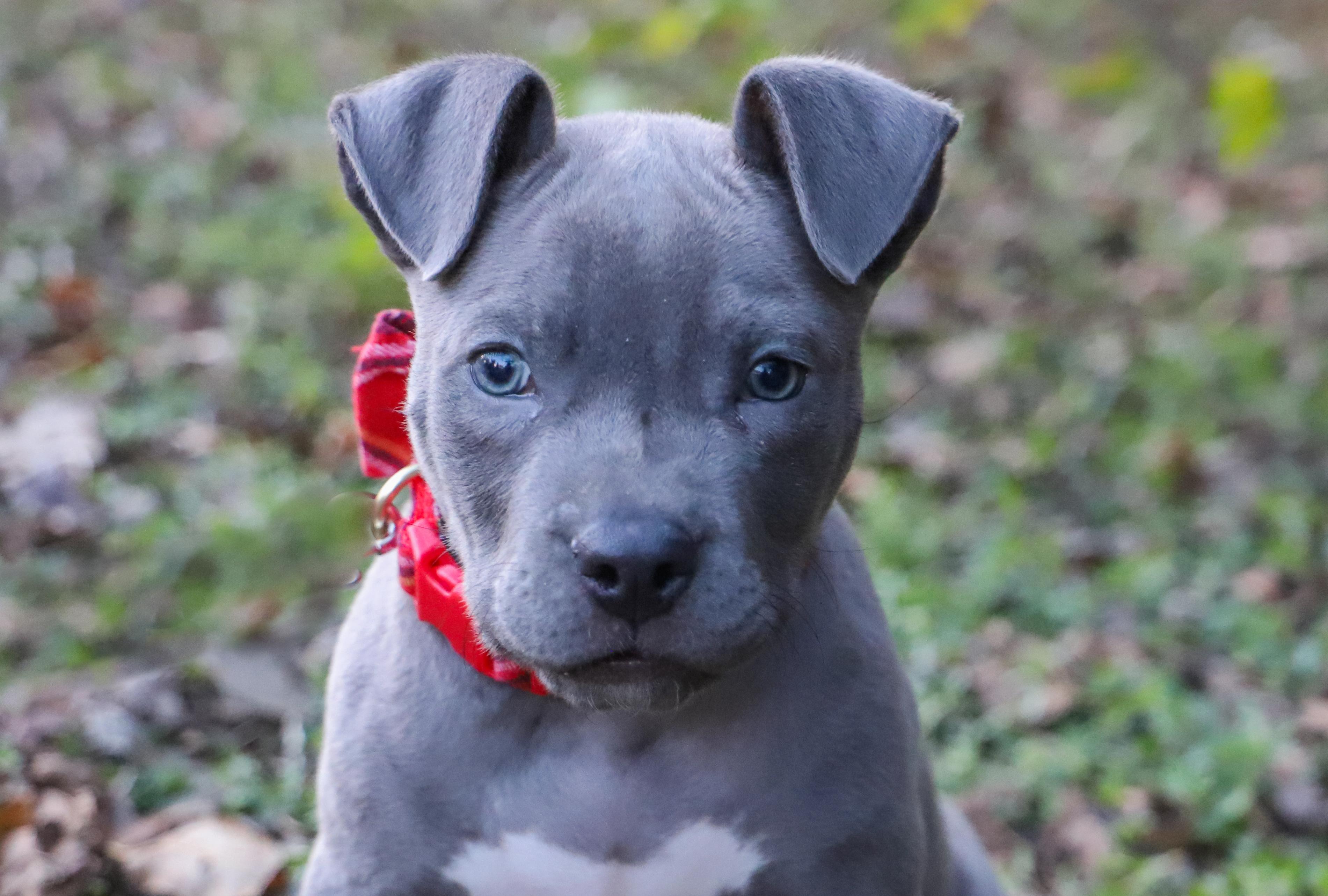 MURPHY, Adoptable, Puppy Male Pit Bull Terrier.