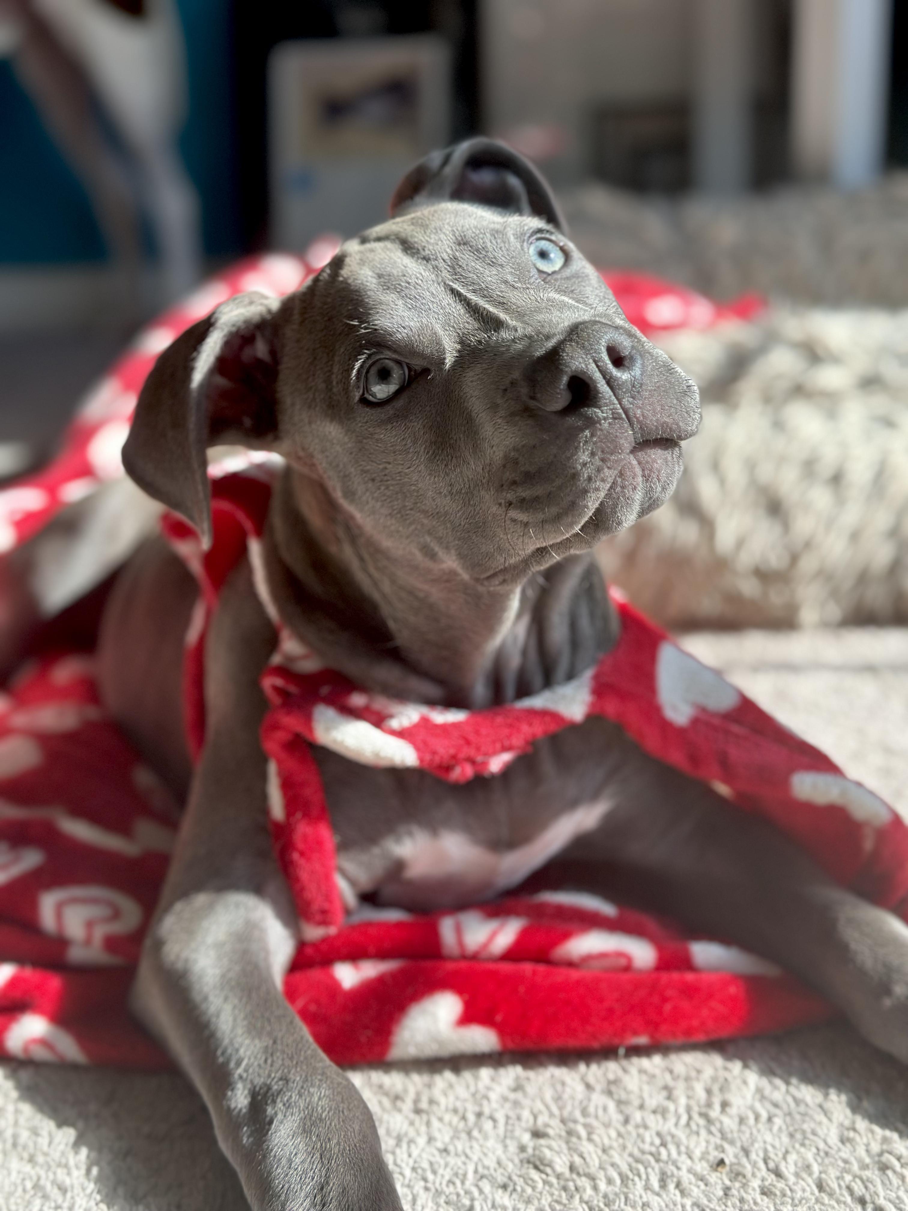 Enlarge MURPHY, a Adoptable Pit Bull Terrier in ROWLETT, TX image 1/5