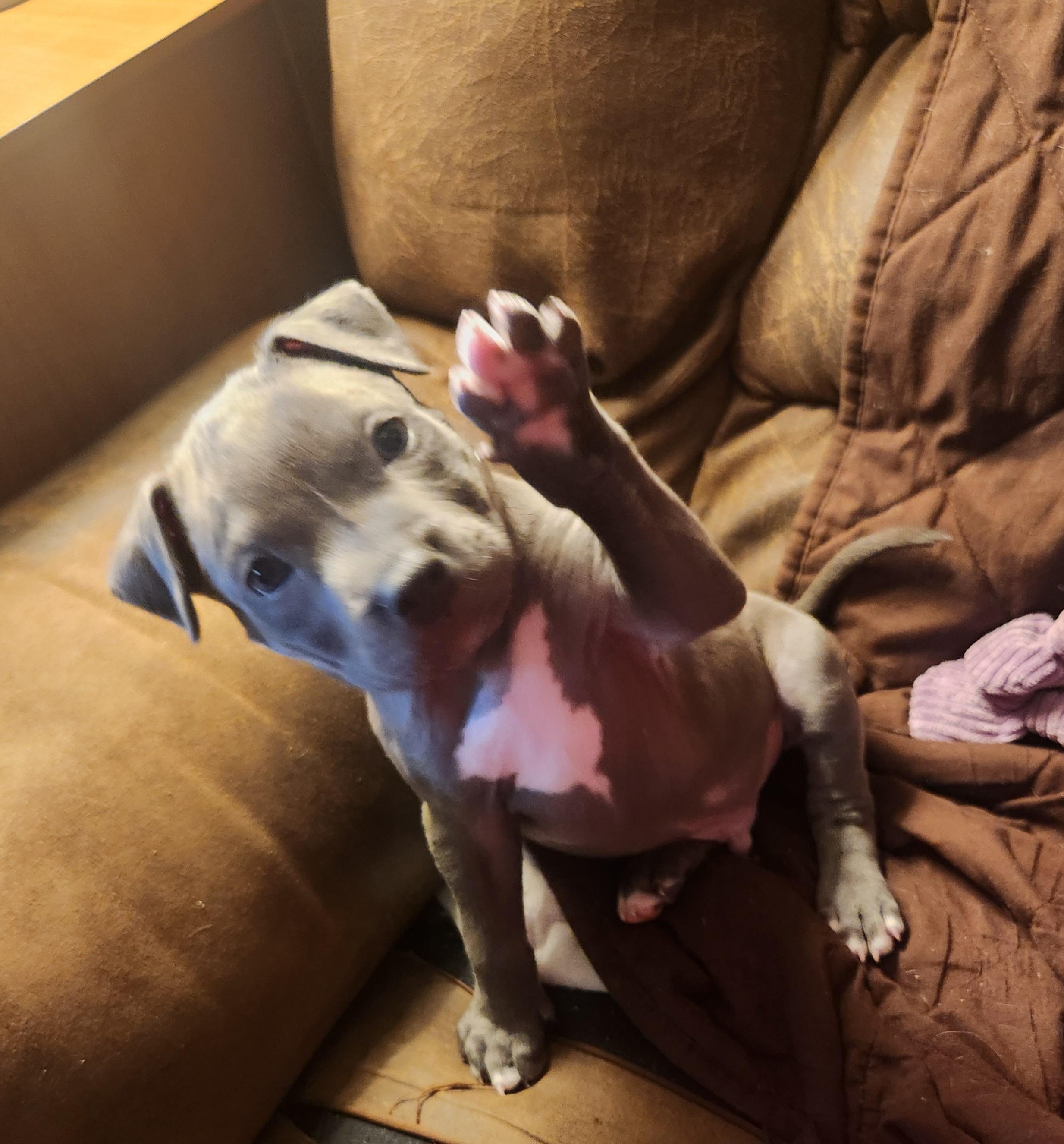 Enlarge MURPHY, a Adoptable Pit Bull Terrier in ROWLETT, TX image 3/5