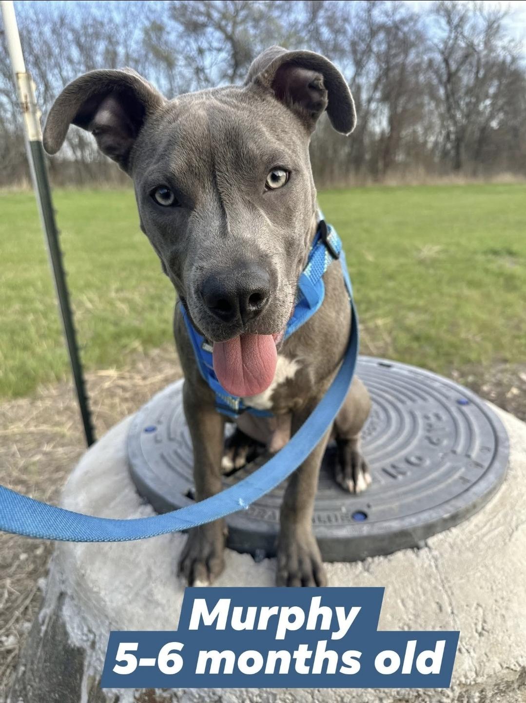 Enlarge MURPHY, a Adoptable Pit Bull Terrier in ROWLETT, TX image 2/5