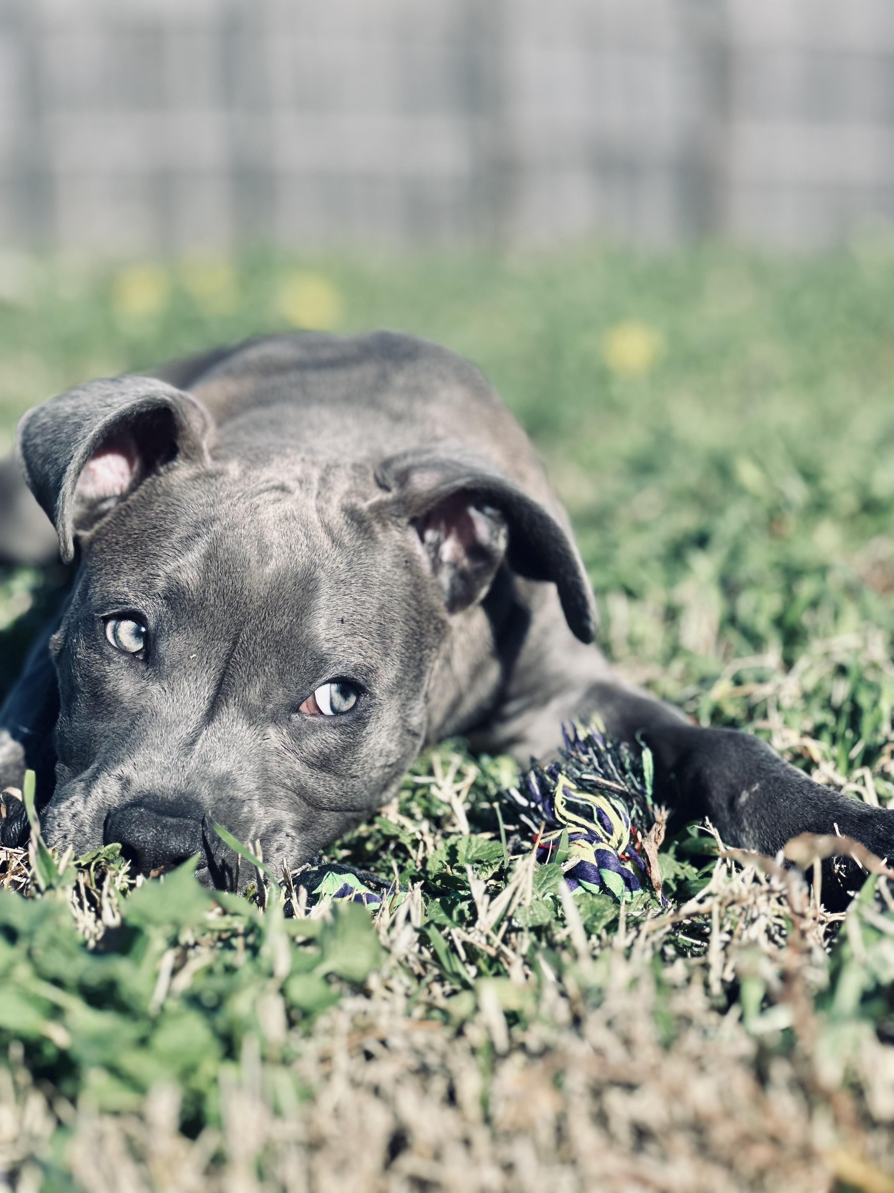 Enlarge MURPHY, a Adoptable Pit Bull Terrier in ROWLETT, TX image 2/5