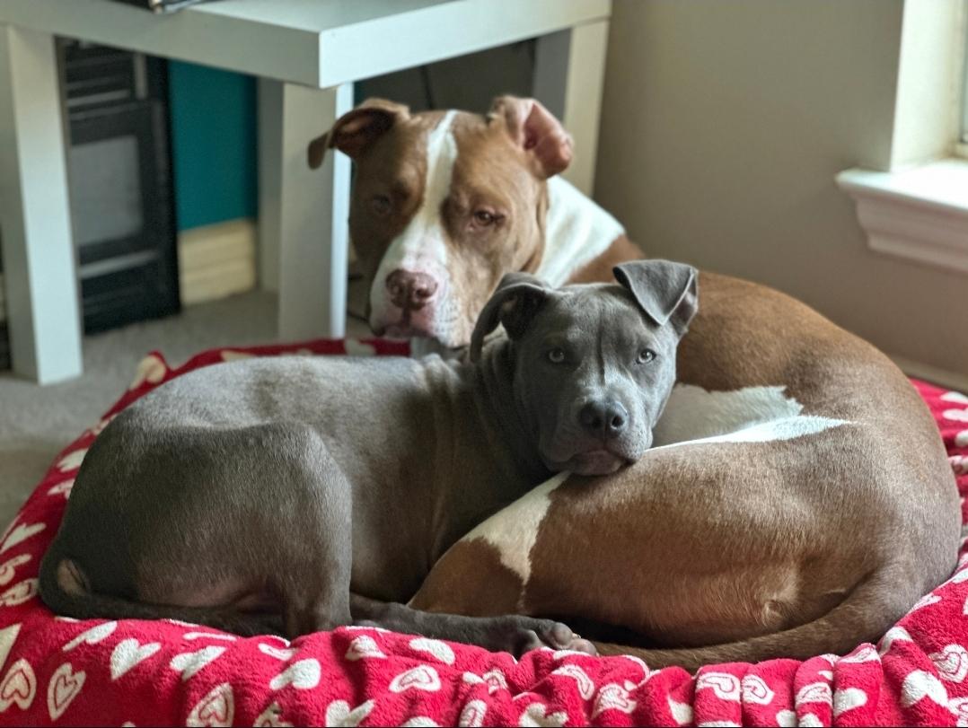 Enlarge MURPHY, a Adoptable Pit Bull Terrier in ROWLETT, TX image 5/5