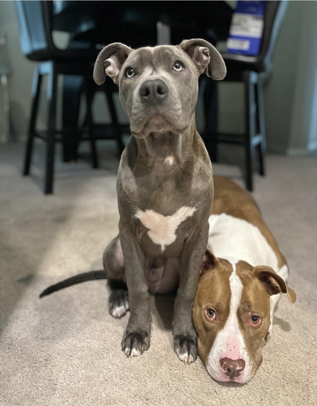 Enlarge MURPHY, a Adoptable Pit Bull Terrier in ROWLETT, TX image 1/5