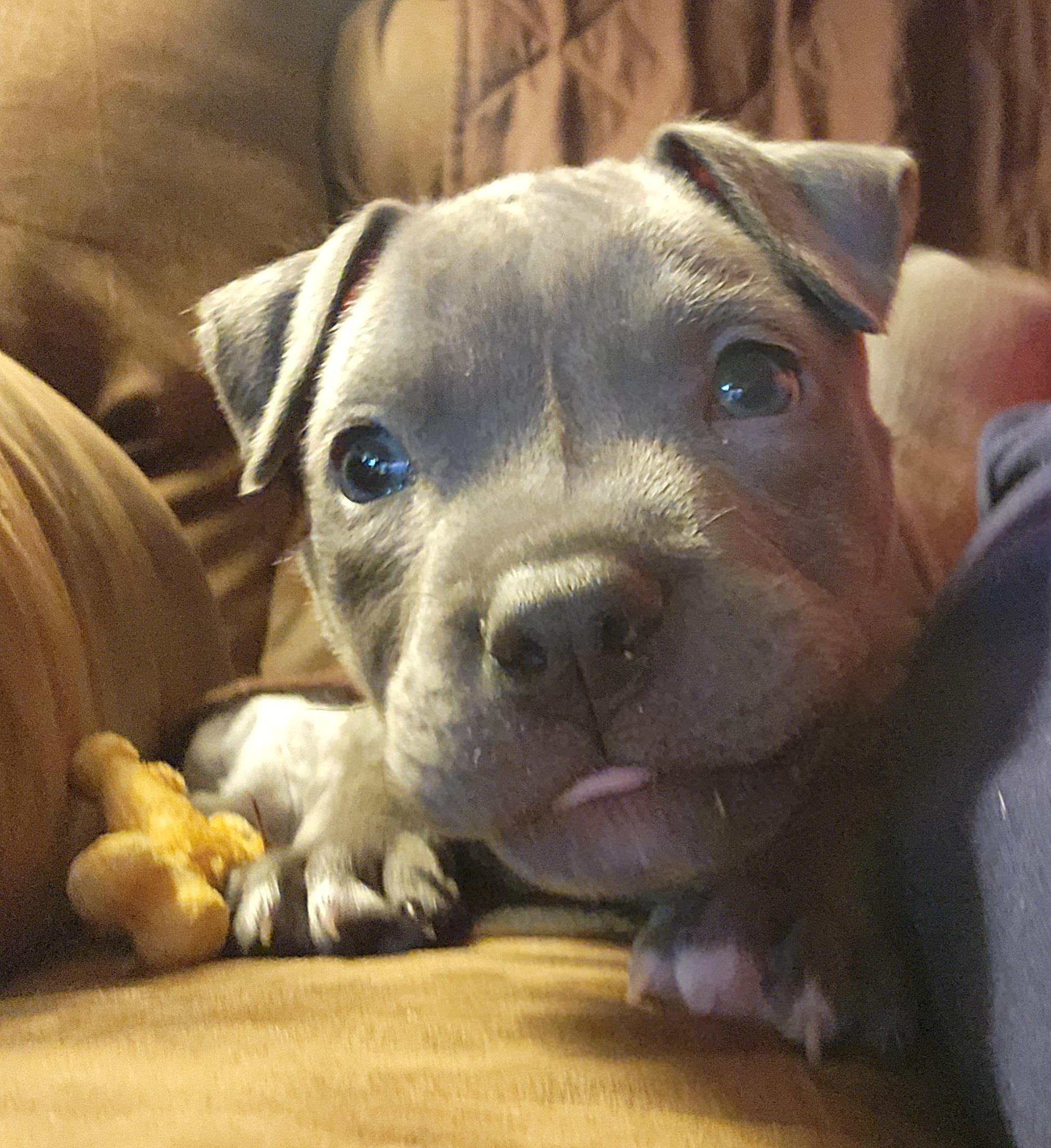 Enlarge MURPHY, a Adoptable Pit Bull Terrier in ROWLETT, TX image 5/5