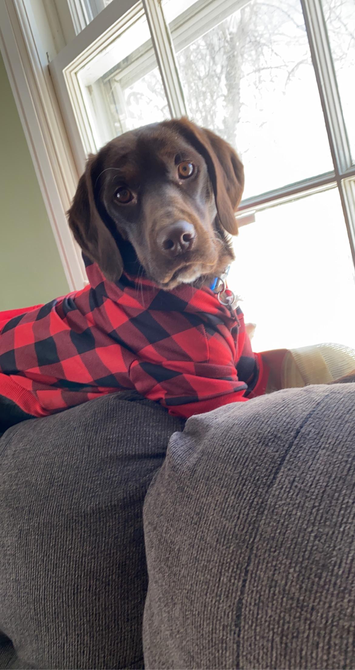 Tucker, adopted, Adult Male English Springer Spaniel & Chocolate Labrador Retriever.