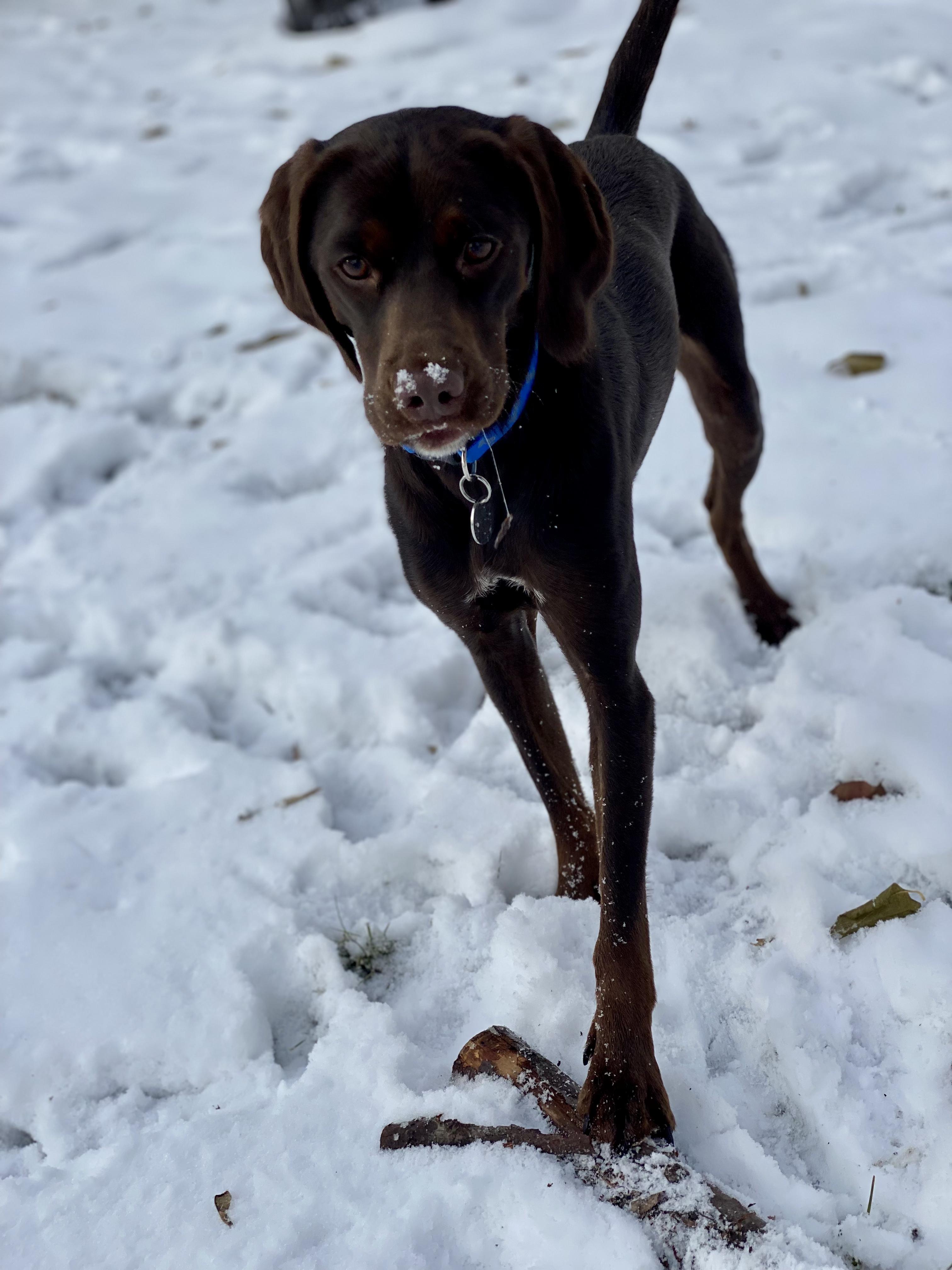 Enlarge Tucker, an adopted mixed breed in Brainerd, MN image 3/3