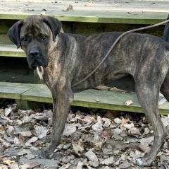 Bailey, Adoptable, Young Female Mastiff.