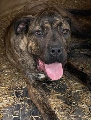 Enlarge Bailey, a Adoptable mixed breed in Savannah, MO image 2/2