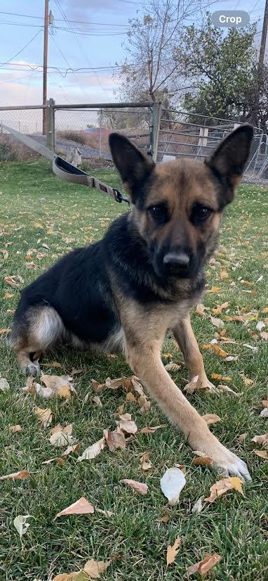 Cookie, a Adoptable mixed breed in Wenatchee, WA image 4/5