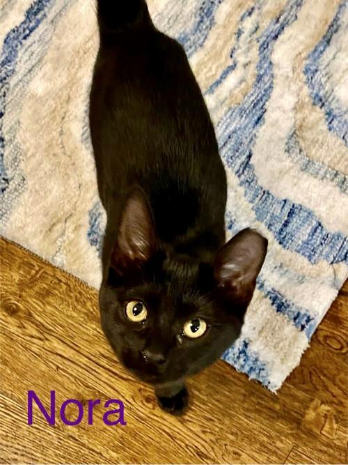 Nora  Willow Grove thumbnail 2