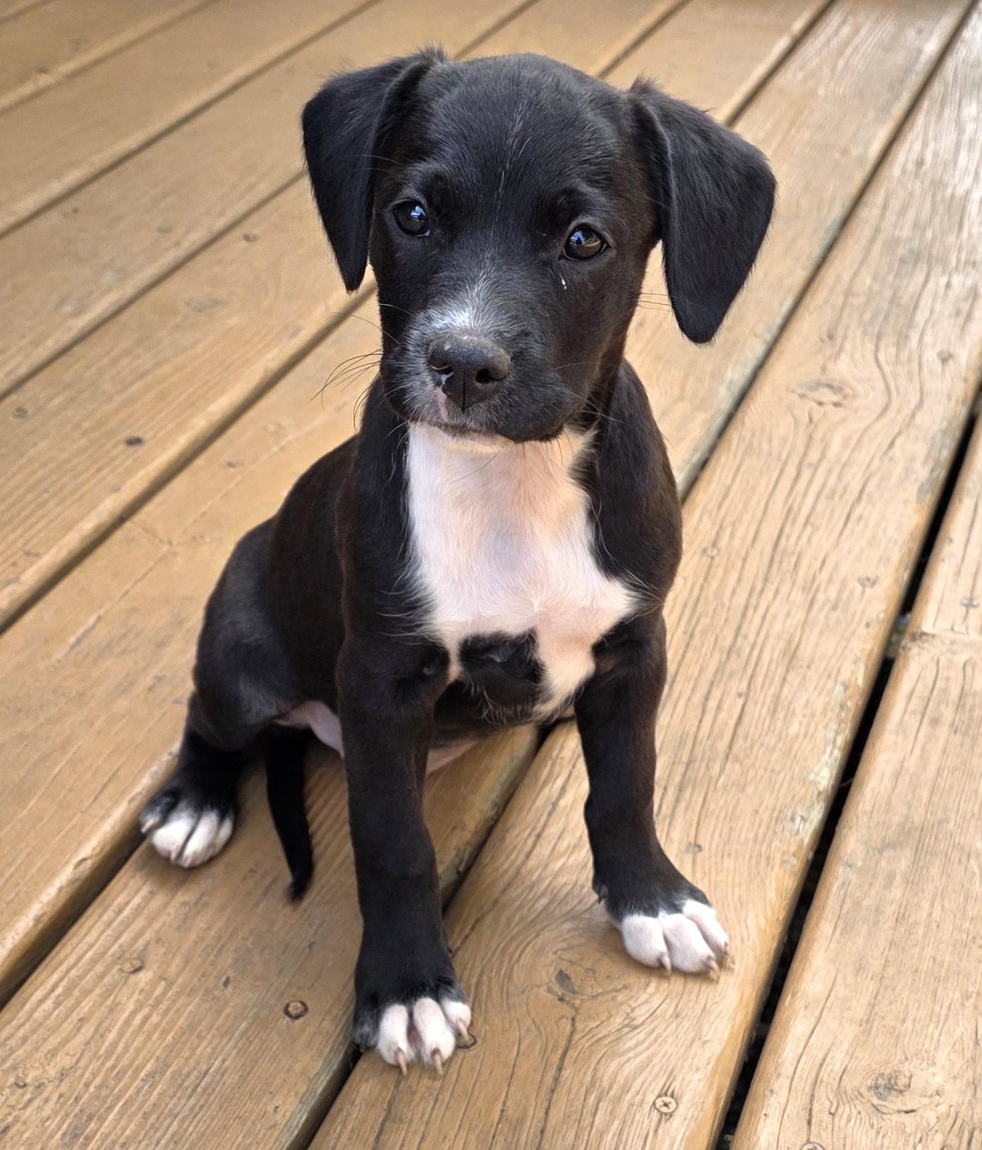 Crumpet, Adoptable, Puppy Female Labrador Retriever & Pit Bull Terrier.