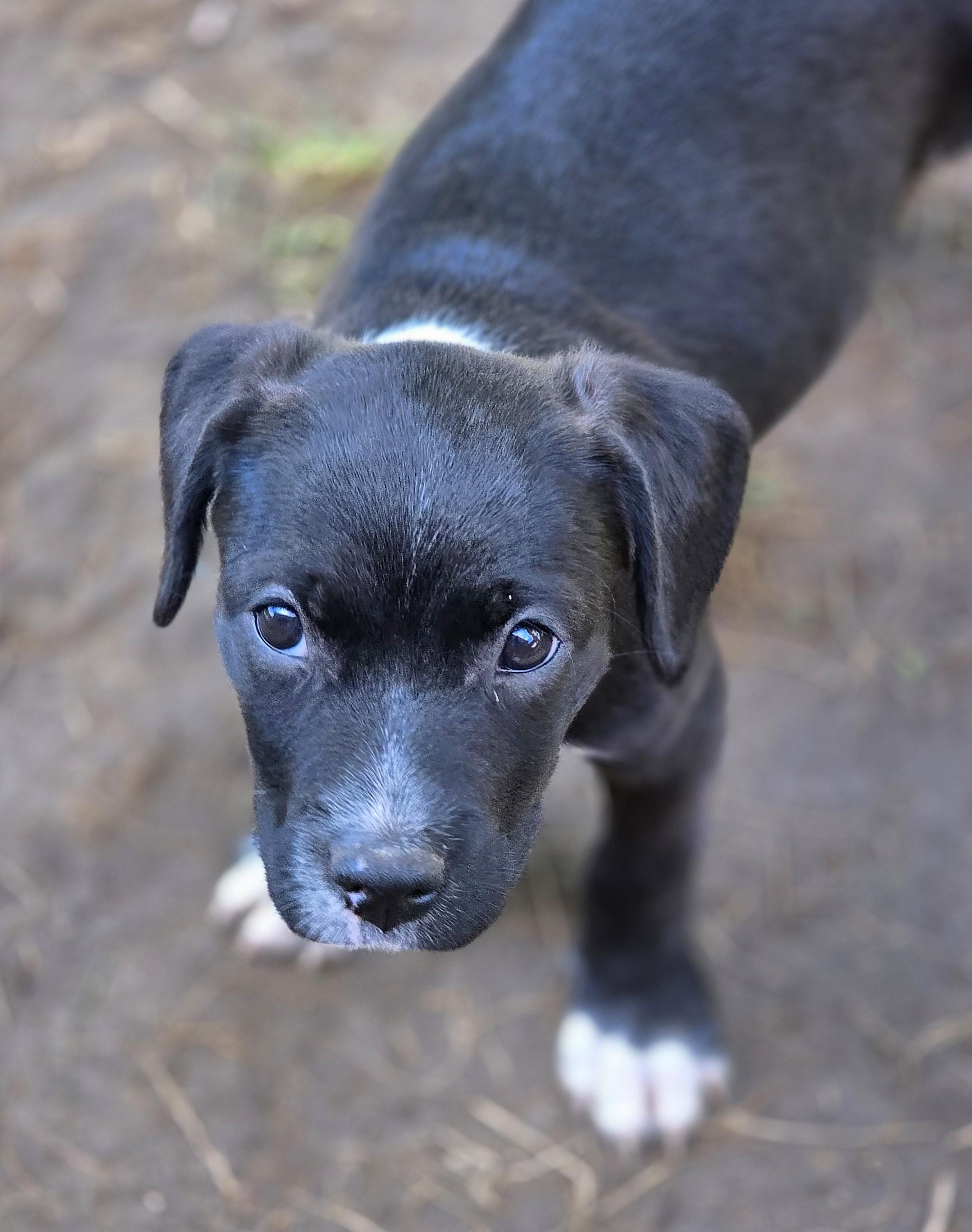 Enlarge Crumpet, a Adoptable mixed breed in Lisbon, IA image 3/6