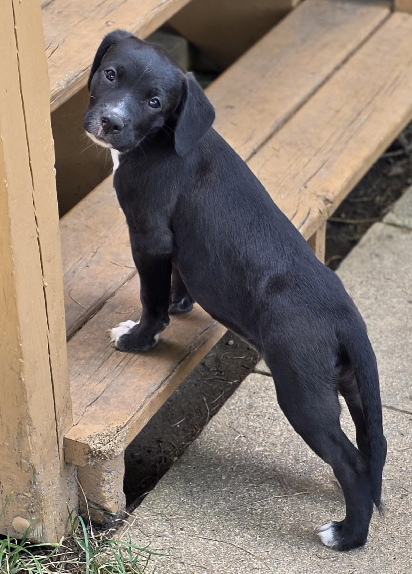 Enlarge Crumpet, a Adoptable mixed breed in Lisbon, IA image 4/6
