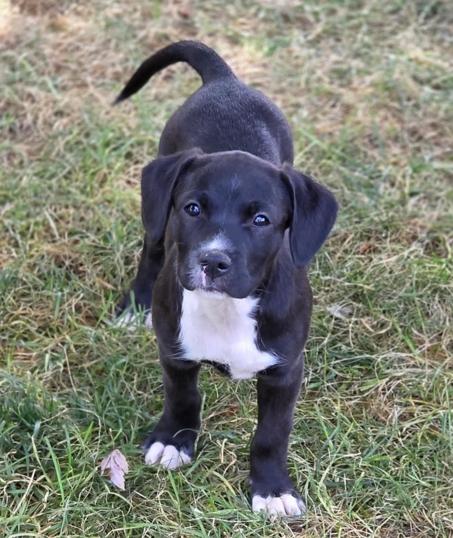 Enlarge Crumpet, a Adoptable mixed breed in Lisbon, IA image 2/6