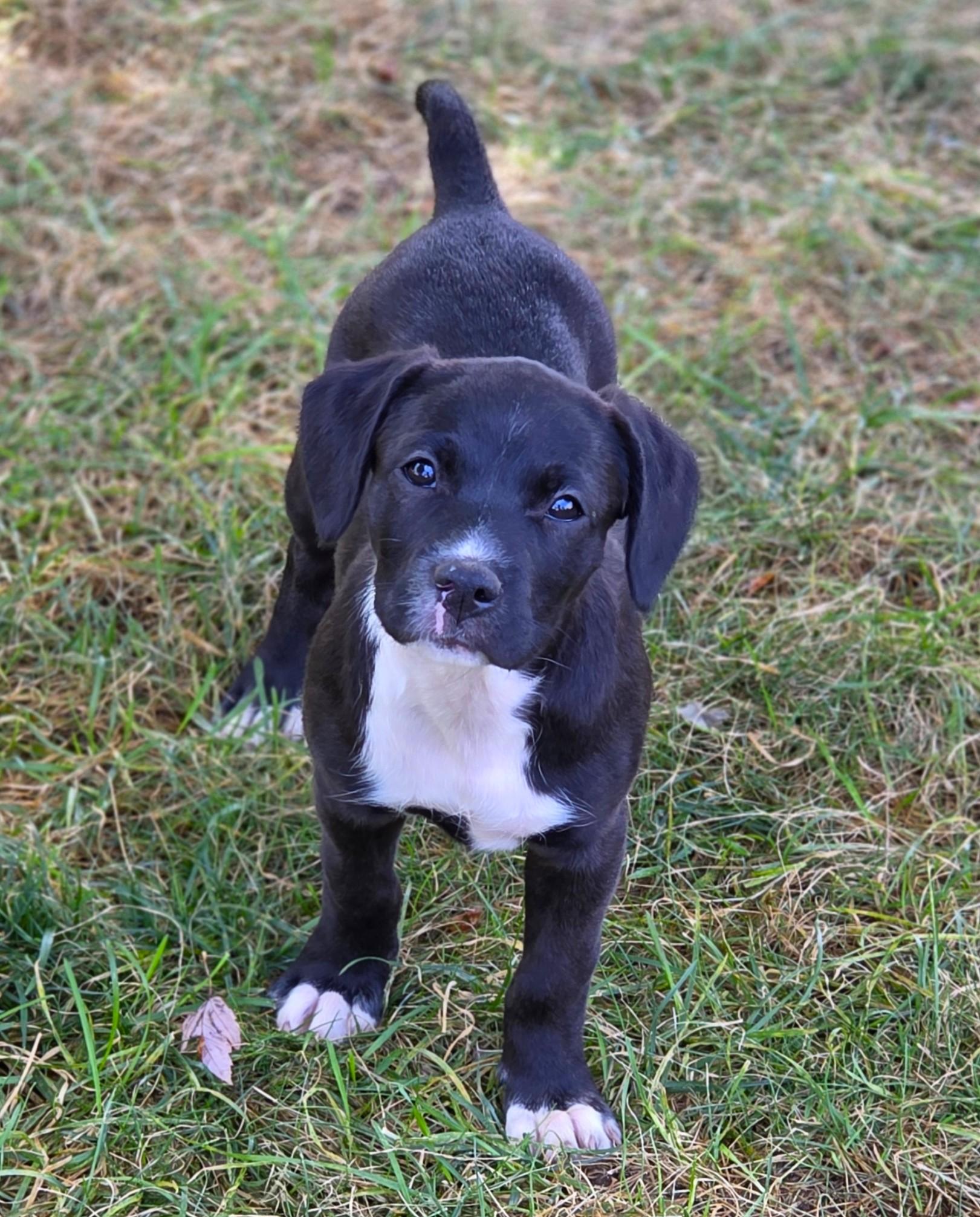 Enlarge Crumpet, a Adoptable mixed breed in Lisbon, IA image 5/6